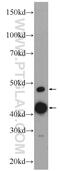 Collectin-12 antibody, 14746-1-AP, Proteintech Group, Western Blot image 