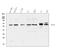 YY1 Transcription Factor antibody, PB9909, Boster Biological Technology, Western Blot image 