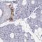 RNA Polymerase II Subunit J2 antibody, HPA042997, Atlas Antibodies, Immunohistochemistry frozen image 