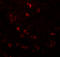Cell division cycle protein 16 homolog antibody, A04573-1, Boster Biological Technology, Immunofluorescence image 