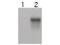 CCNE2 antibody, TA319335, Origene, Western Blot image 