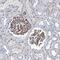 Neuraminidase 3 antibody, NBP2-48694, Novus Biologicals, Immunohistochemistry frozen image 