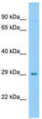 C1q And TNF Related 8 antibody, TA331489, Origene, Western Blot image 