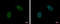 FRA10A Associated CGG Repeat 1 antibody, GTX117639, GeneTex, Immunocytochemistry image 