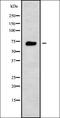 RAB11 Family Interacting Protein 5 antibody, orb338592, Biorbyt, Western Blot image 