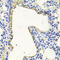 PKN1 antibody, 13-202, ProSci, Immunohistochemistry frozen image 