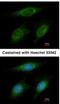 Ring Finger Protein 6 antibody, NBP1-31039, Novus Biologicals, Immunofluorescence image 