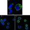 Ribosomal Protein S27 antibody, GTX83377, GeneTex, Immunofluorescence image 