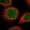 Leucine Rich Repeat Containing 42 antibody, HPA050537, Atlas Antibodies, Immunofluorescence image 