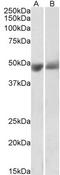 Serpin Family F Member 1 antibody, TA334193, Origene, Western Blot image 