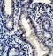 Izumo Sperm-Egg Fusion 1 antibody, orb78234, Biorbyt, Immunohistochemistry paraffin image 