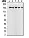 Upstream stimulatory factor 2 antibody, LS-C352978, Lifespan Biosciences, Western Blot image 