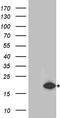 RecQ Mediated Genome Instability 2 antibody, TA890146, Origene, Western Blot image 