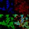 Ankyrin-1 antibody, SMC-488D-FITC, StressMarq, Immunocytochemistry image 