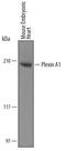 Plexin A1 antibody, AF4309, R&D Systems, Western Blot image 