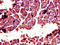 Chymotrypsin Like antibody, orb46752, Biorbyt, Immunohistochemistry paraffin image 