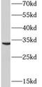 Pyrroline-5-Carboxylate Reductase 2 antibody, FNab06972, FineTest, Western Blot image 