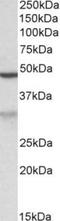 MOB Kinase Activator 2 antibody, TA311199, Origene, Western Blot image 