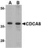 Cell Division Cycle Associated 8 antibody, NBP1-77330, Novus Biologicals, Western Blot image 