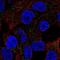 Chondrosarcoma Associated Gene 1 antibody, NBP2-69065, Novus Biologicals, Immunofluorescence image 