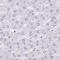 Zinc finger protein Rlf antibody, NBP2-33827, Novus Biologicals, Immunohistochemistry frozen image 