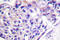 Forkhead Box O1 antibody, AP06429PU-N, Origene, Immunohistochemistry paraffin image 