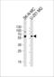 Septin-4 antibody, MBS9209197, MyBioSource, Western Blot image 