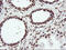 F-Box Protein 21 antibody, TA504015, Origene, Immunohistochemistry frozen image 
