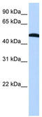 Eukaryotic translation initiation factor 2 subunit 2 antibody, TA345864, Origene, Western Blot image 