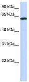 F-Box Protein 24 antibody, TA330492, Origene, Western Blot image 