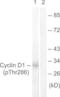 Cyclin D1 antibody, LS-C198861, Lifespan Biosciences, Western Blot image 