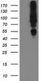 E3 ubiquitin-protein ligase MGRN1 antibody, TA502690S, Origene, Western Blot image 