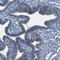 Desmocollin 1 antibody, HPA012891, Atlas Antibodies, Immunohistochemistry frozen image 