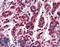 Pan antibody, LS-B3248, Lifespan Biosciences, Immunohistochemistry frozen image 