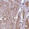 Caveolae Associated Protein 3 antibody, HPA055136, Atlas Antibodies, Immunohistochemistry paraffin image 