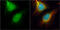 Cell Division Cycle 45 antibody, GTX110586, GeneTex, Immunofluorescence image 