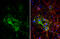 Glycoprotein M6A antibody, GTX134741, GeneTex, Immunofluorescence image 