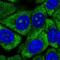 Ribosomal Protein L13 antibody, NBP2-13250, Novus Biologicals, Immunofluorescence image 
