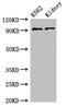 AP-1 complex subunit gamma-1 antibody, CSB-PA001861LA01HU, Cusabio, Western Blot image 