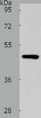Solute Carrier Family 16 Member 14 antibody, TA322020, Origene, Western Blot image 