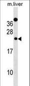 Derlin 2 antibody, LS-C158194, Lifespan Biosciences, Western Blot image 