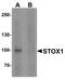 Storkhead Box 1 antibody, LS-B8834, Lifespan Biosciences, Western Blot image 