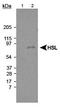 LIM Domain Only 2 antibody, PA1-16966, Invitrogen Antibodies, Western Blot image 