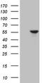 Estrogen Related Receptor Alpha antibody, TA809112S, Origene, Western Blot image 