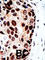 HDAC7 antibody, abx026081, Abbexa, Western Blot image 