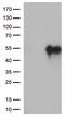 Hepatitis A Virus Cellular Receptor 2 antibody, CF812570, Origene, Western Blot image 