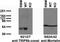 Peroxisomal Biogenesis Factor 5 Like antibody, 73-243, Antibodies Incorporated, Western Blot image 