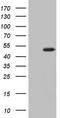 Aminomethyltransferase antibody, TA807675, Origene, Western Blot image 