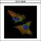 Cysteine And Glycine Rich Protein 3 antibody, GTX110536, GeneTex, Immunocytochemistry image 
