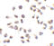NLR Family CARD Domain Containing 4 antibody, 3107, ProSci, Immunocytochemistry image 